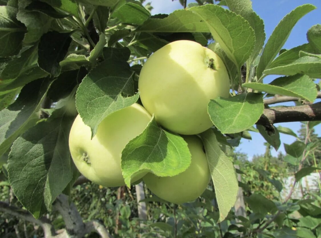 Фото с сайта мойсадовод.рф 