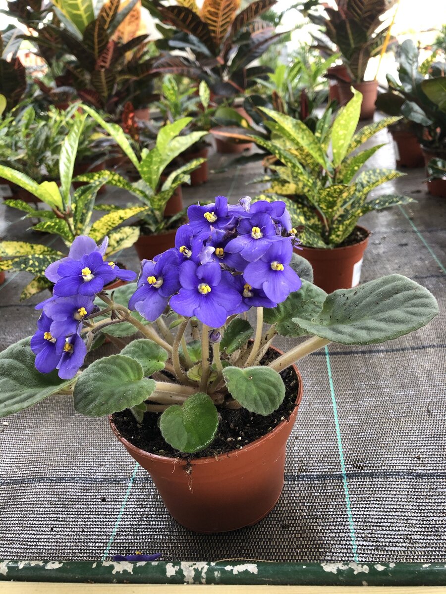 Комнатные цветы - уютная красота