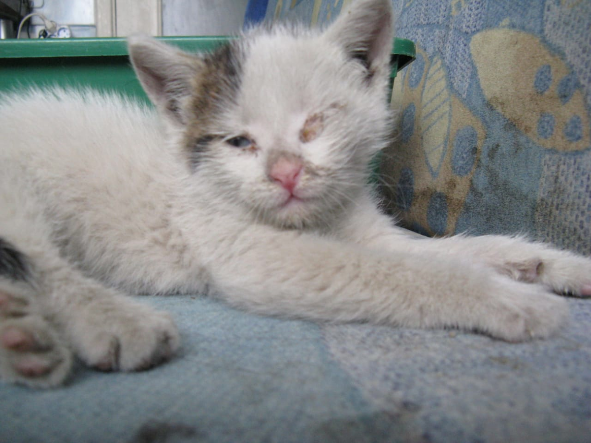 Вот таким "грязнулькой" и таким маленьким ко мне пришел Беляшик) 