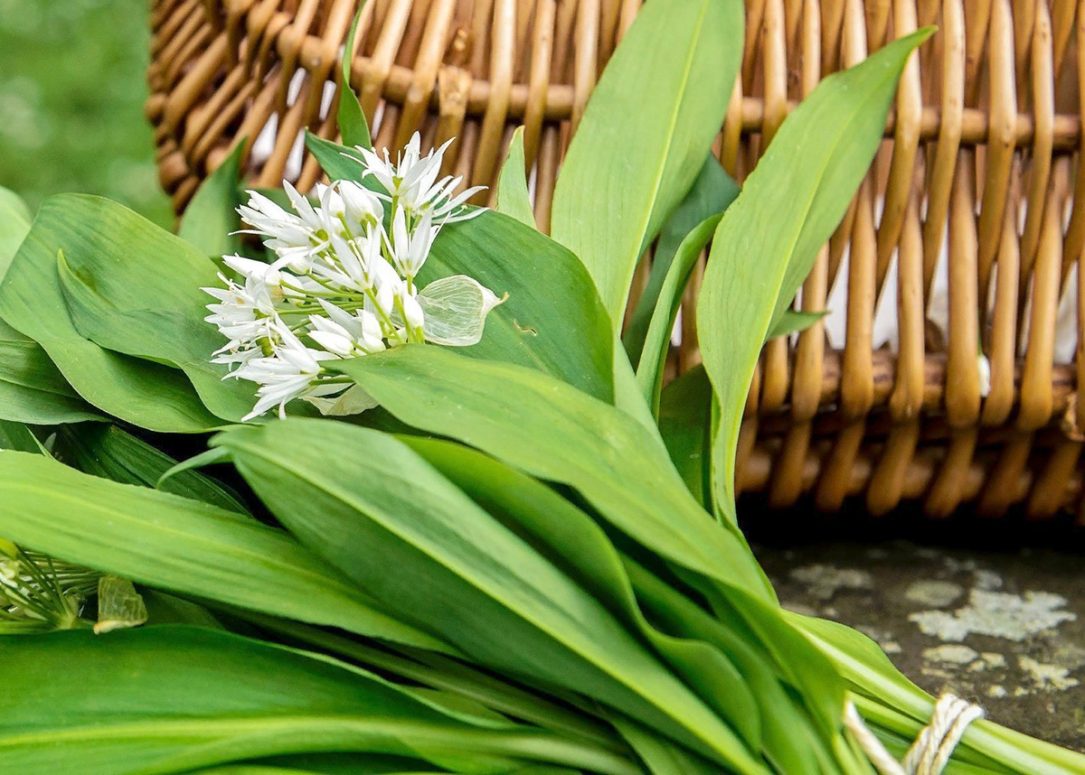 Черемша очень полезна 