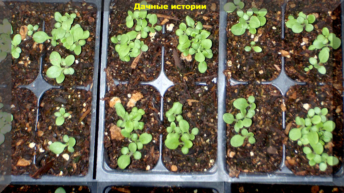 иберис зонтичный всходы. сальпильглосиус рассада. сальпиглоссис долли. сальпиглоссис посадка. сальпиглоссис пикировка рассады.