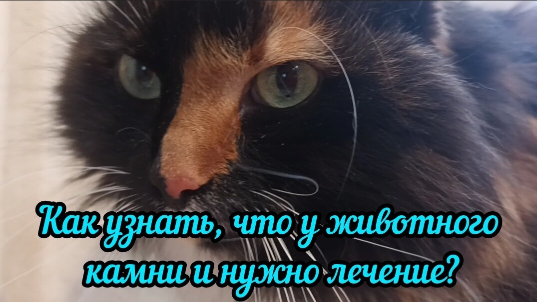 Ринотрахеит кошек