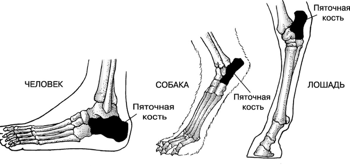 Нога 4 буквы. Пяточная кость у животных. Типы стопы млекопитающих. Строение стопы животных.