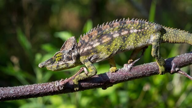 Колючий хамелеон (Furcifer verrucosus). Недалеко от Мораманги, Мадагаскар.