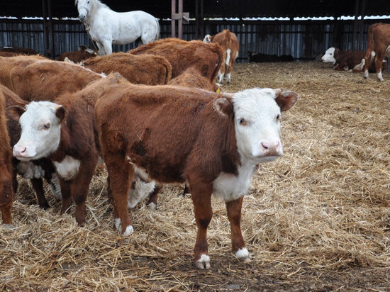     Около миллиарда выделили на развитие сельского хозяйства в Хабаровском крае. ФОТО: правительство Хабаровского края