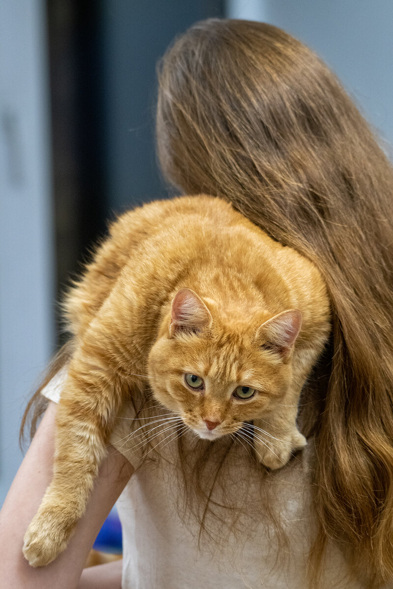 Кот Лёва с дочерью, которого она и уговорила практически силой нас взять!
