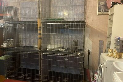    Приют для кошек-доноров ©пресс-служба ГАУ АИС «Подмосковье»