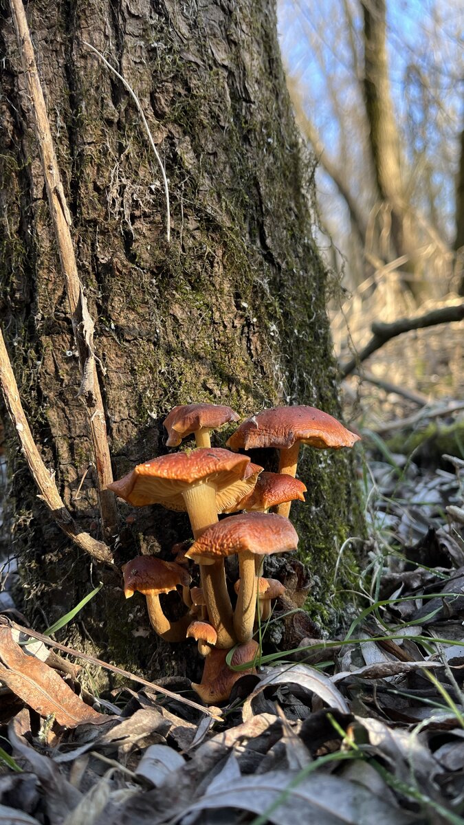 Собирать их можно и в замороженном виде, и даже в оттаявшем!
