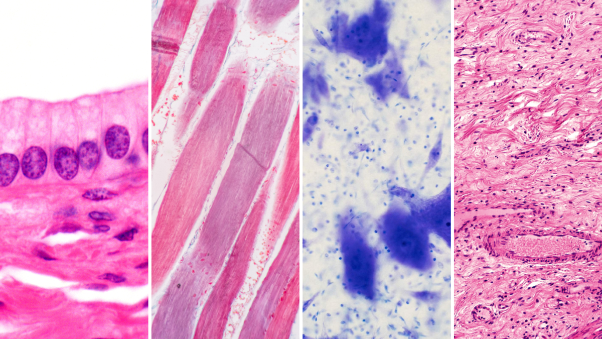 Типы тканей под микроскопом stratified squamous tissue 400 Stratified Squamous Epithelial Tissue Slides Phys