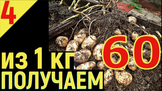 Выращивание Картофеля от А до Я Урожай картошки из 1 кг получаем 60 кг Часть 4