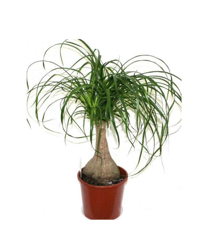 Такое дерево надеюсь вырастить) Фото из свободного доступа