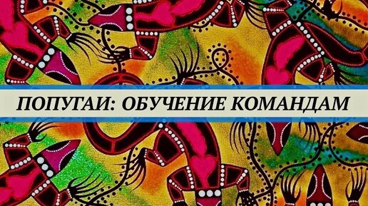 Обучение и дрессировка попугая командам и трюкам. Зачем нужно заниматься с попугаями дрессировкой. Как тренировать попугая.