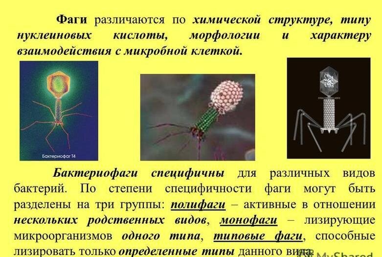 Клетка паразита Клетка паразита