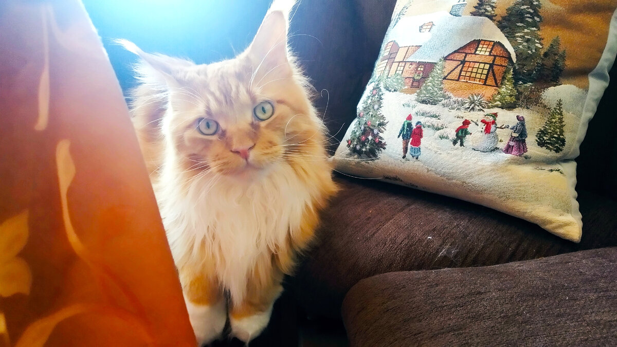 Мейн кун Степа.