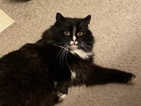 Митсер Босс выживал на улице. От холода его спасла шикарная шерсть. А от голода его спасли добрые люди. 