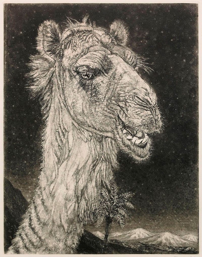 Арабский верблюд