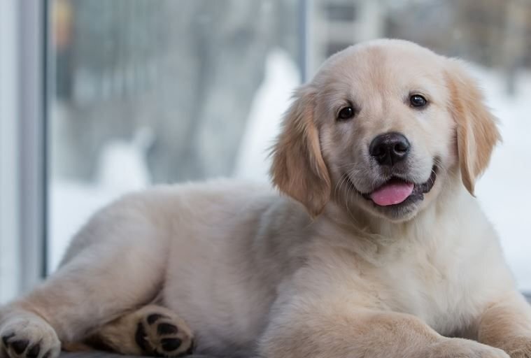      Вот такой красавчик Тодд, ставший героем