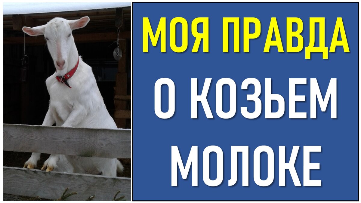 Моя правда о козьем молоке | ЭНЕРГОЭКСПЕРТ Фирсов Александр | Дзен