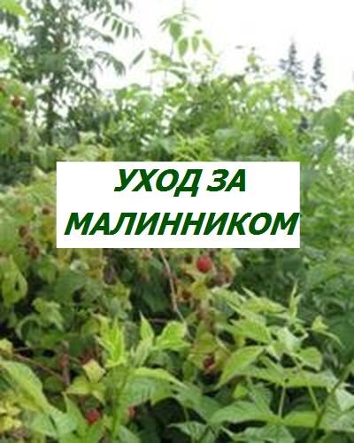 как ухаживать за малинником
