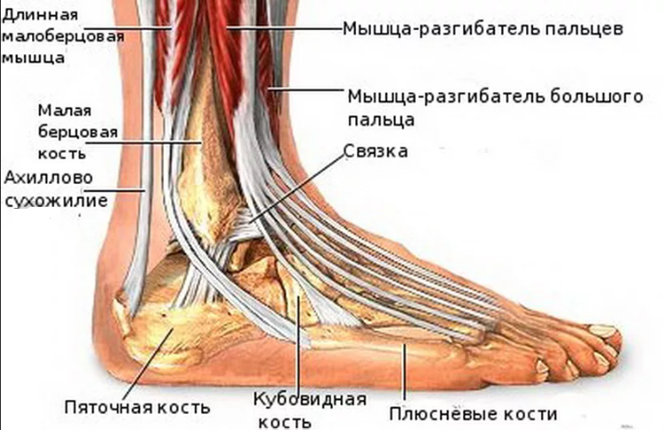 Растяжение связок голеностопа - симптомы и лечение