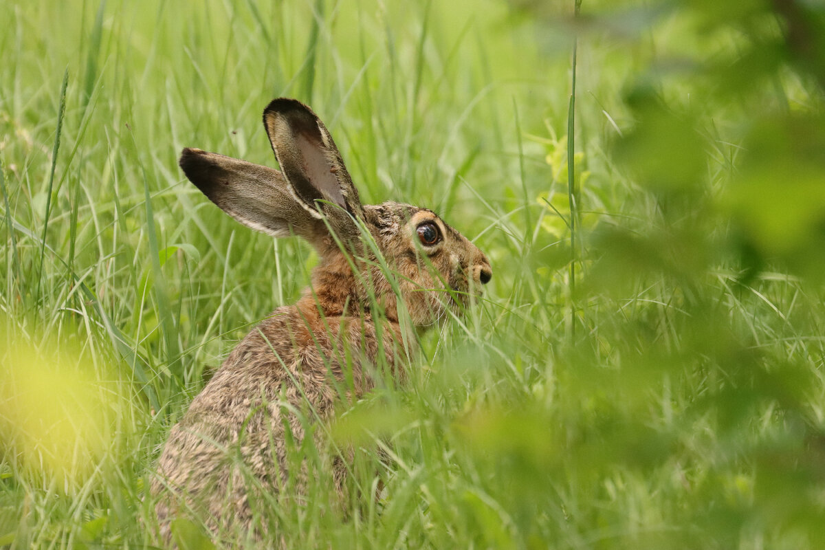 Эстетика заячьих посиделок 