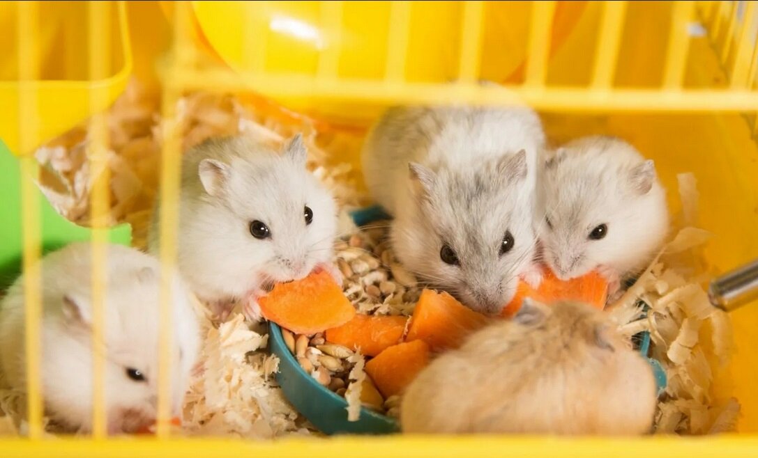 Источник фото: vetguru.com