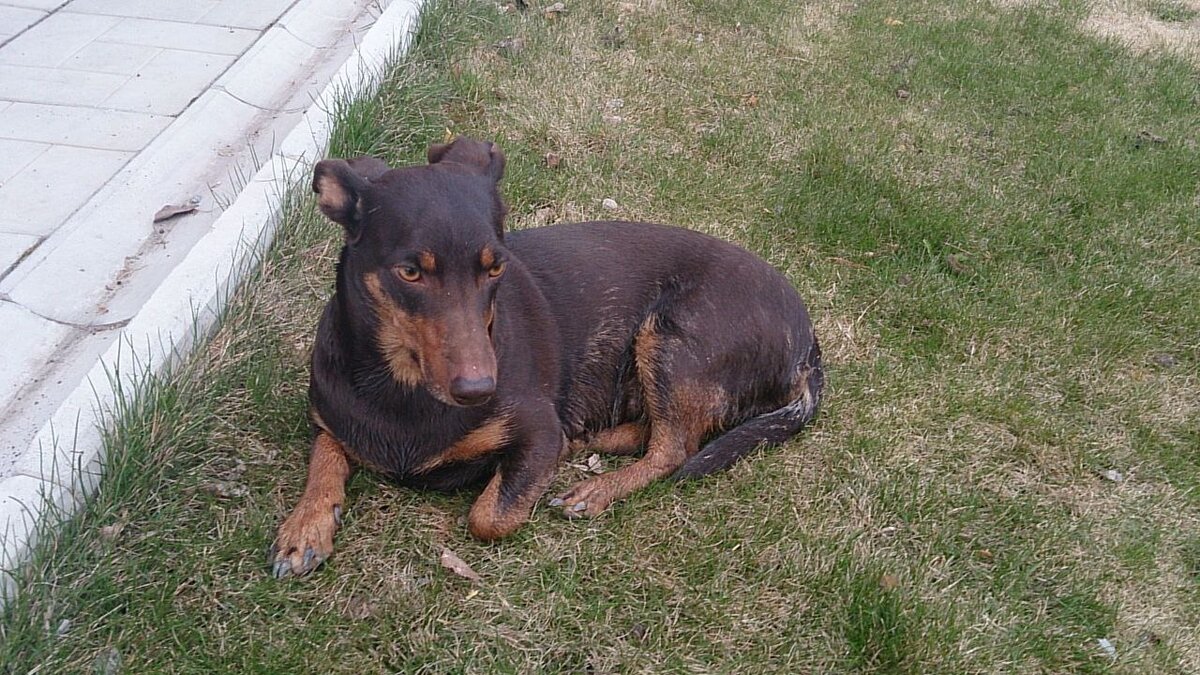 Вот тут она чумазенькая отдыхает после пробежки