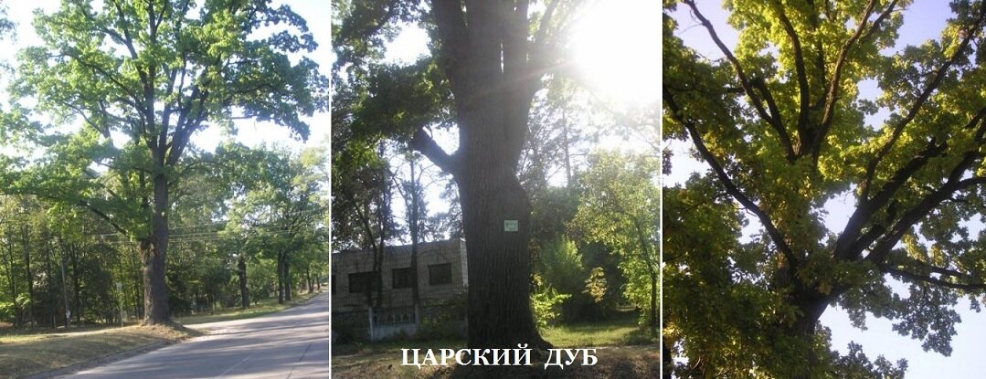 Фото автора. Царский Дуб открытый автором в Пуще Водице (Киев)