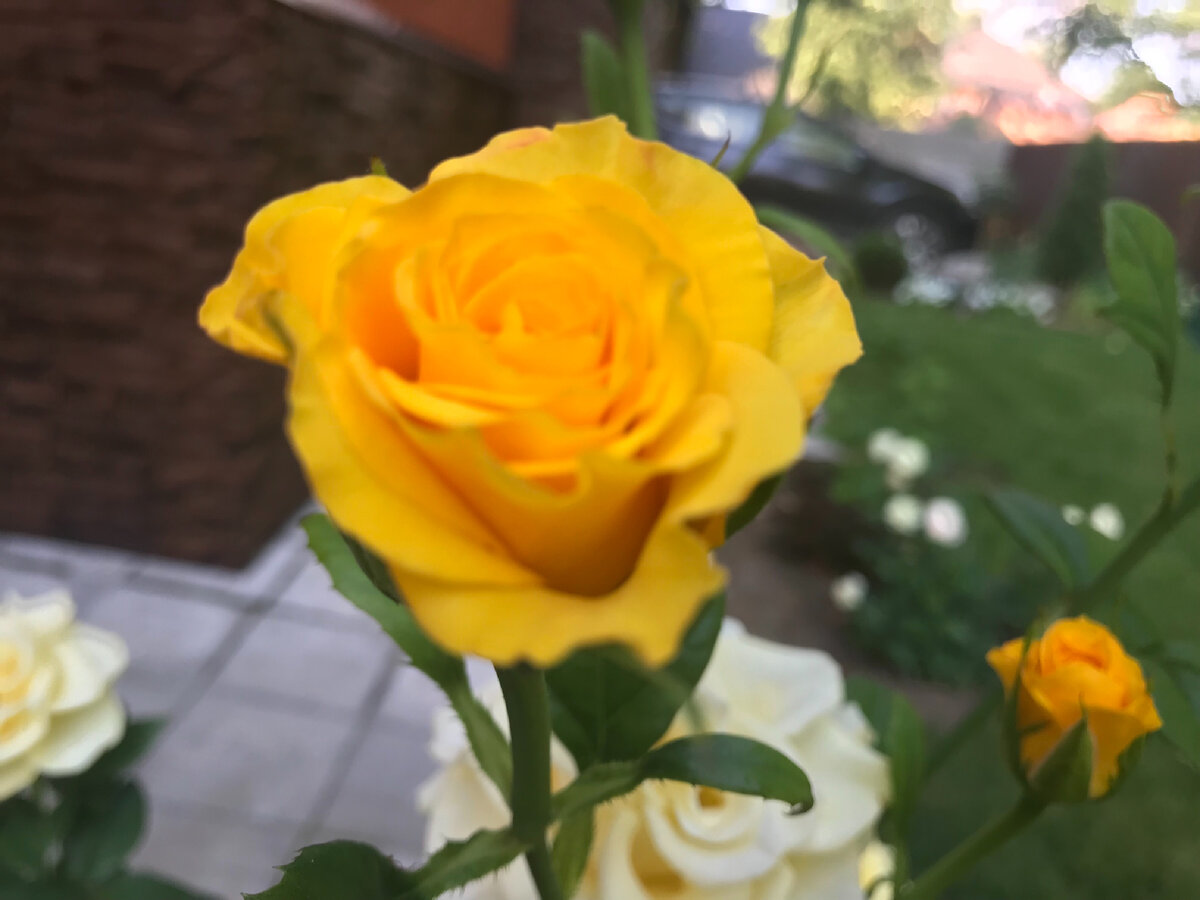 Цветение роз в саду - незабываемое зрелище