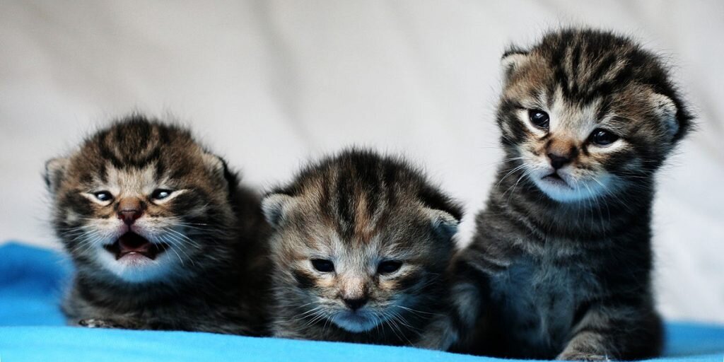 Котята‑мейн‑куны, у которых уже открылись глаза. Фото: File Upload Bot (Magnus Manske) / Wikimedia Commons📷
