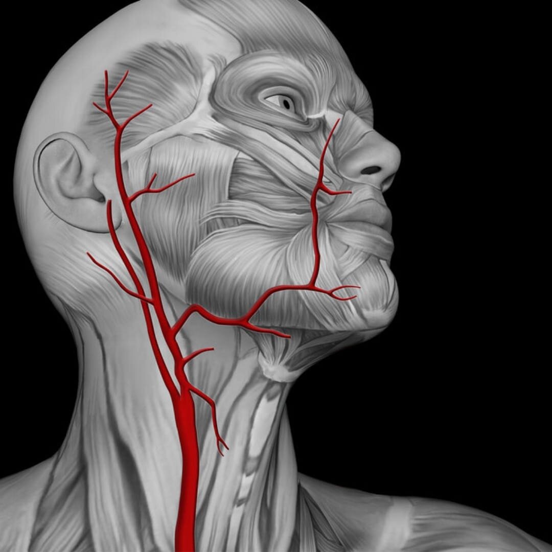 Сонные артерии на лице. Левая Сонная артерия кровоснабжает. Сонная артерия анатомия человека. Где находится наружная Сонная артерия. Топография сонной артерии.