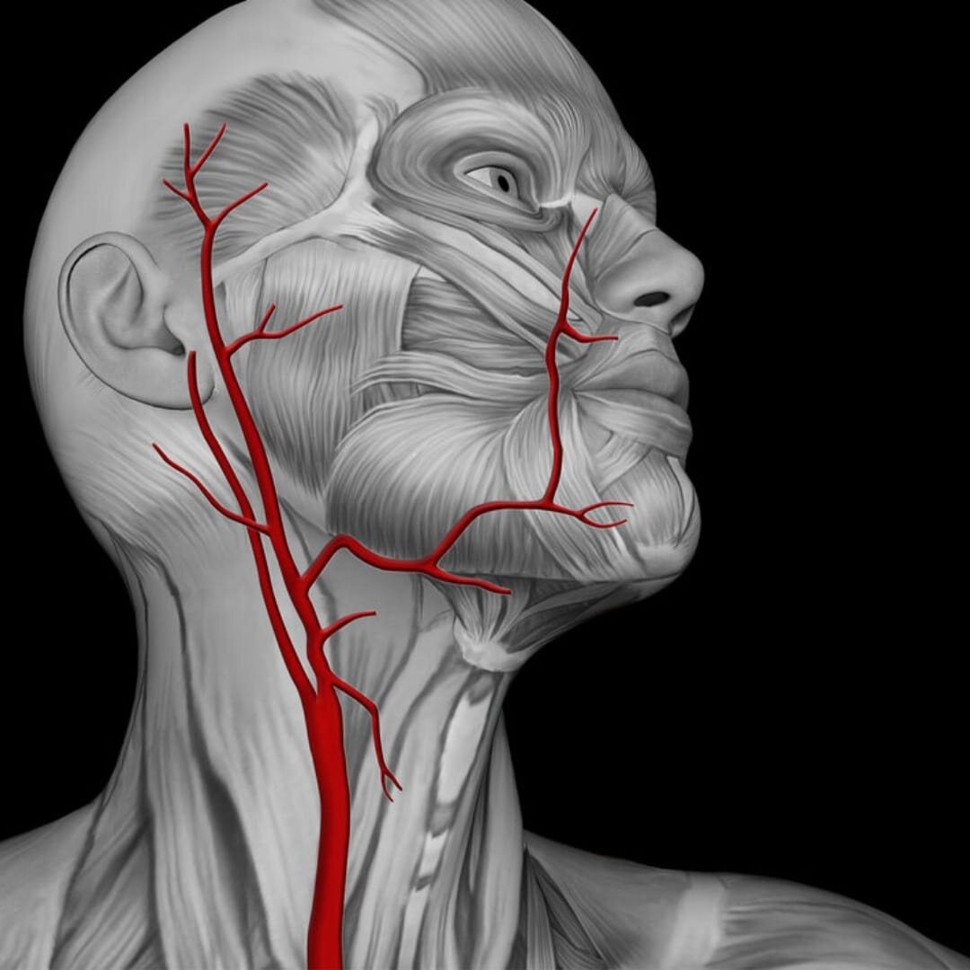Сонные артерии на шее человека фото