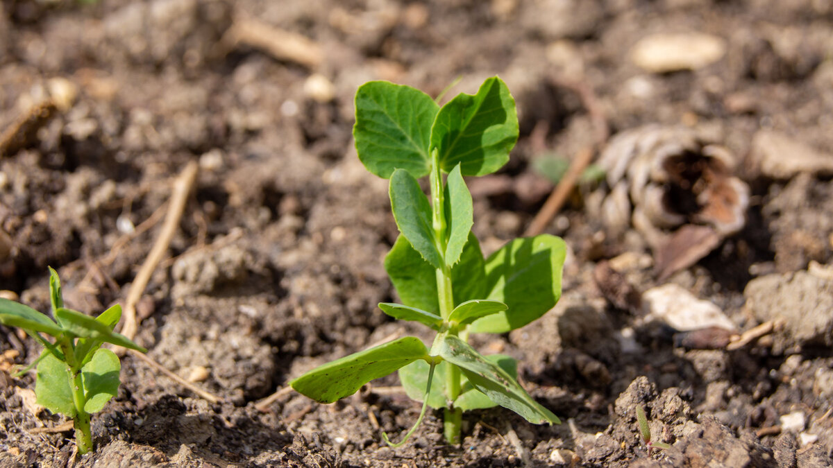 Горошек на грядке