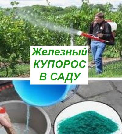 обработка сада железным купоросом