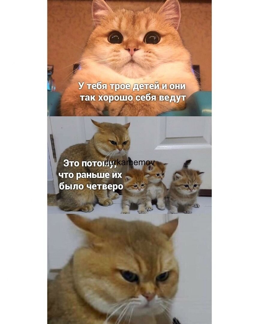 А вот тут мама котят очень злая! Прям даже детей убить готова! Есть ли, люди, среди вас такие?!Признавайтесь!