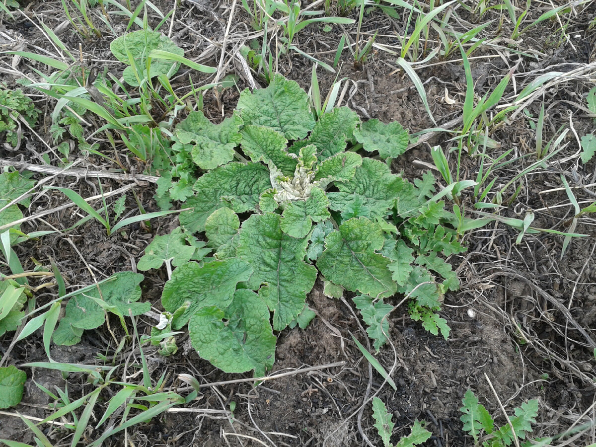 Вершок покрупнее..