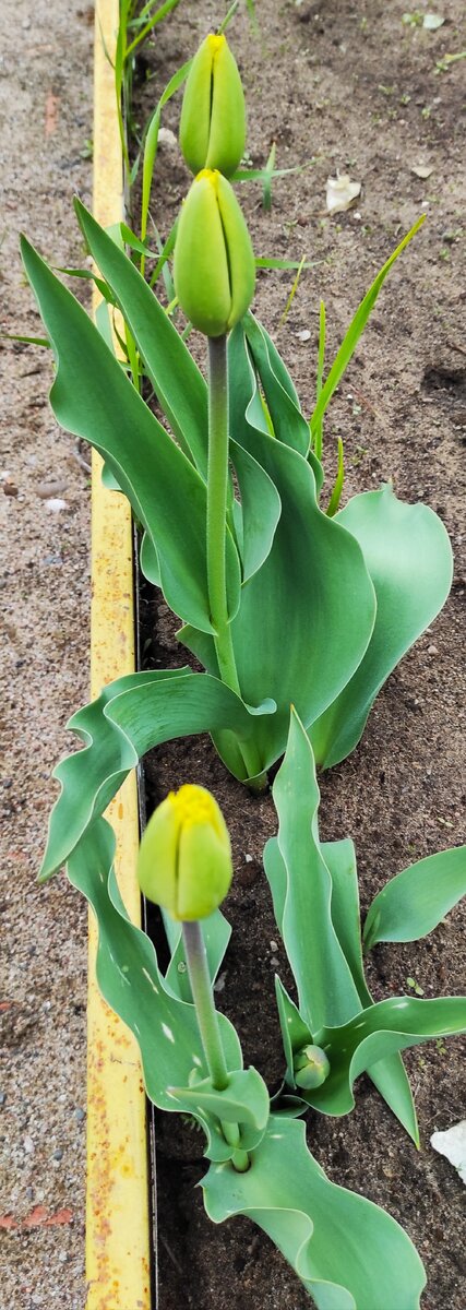 Тюльпаны не торопятся раскрывать свои бутоны, а некоторые и вылезать наружу.