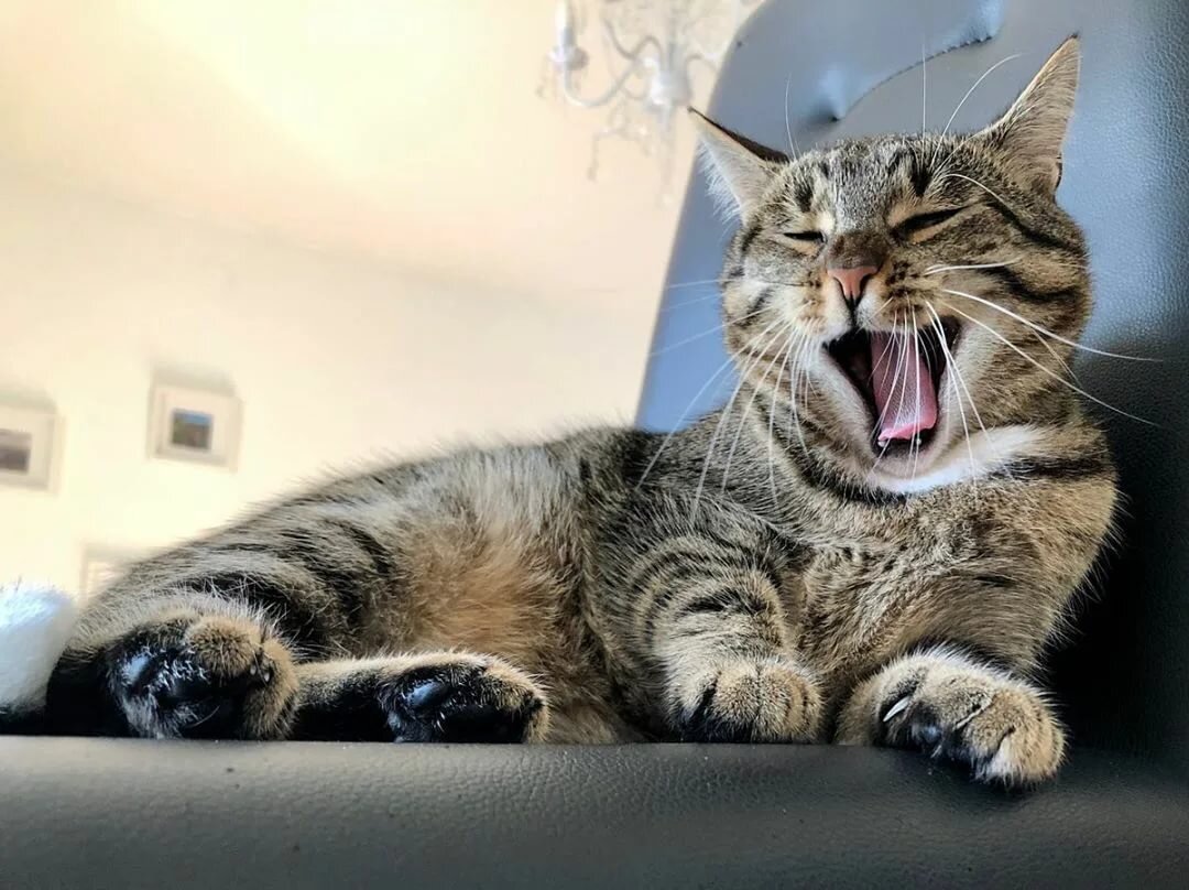 🐱До какого возраста можно кастрировать или стерилизовать питомца | Нос ...