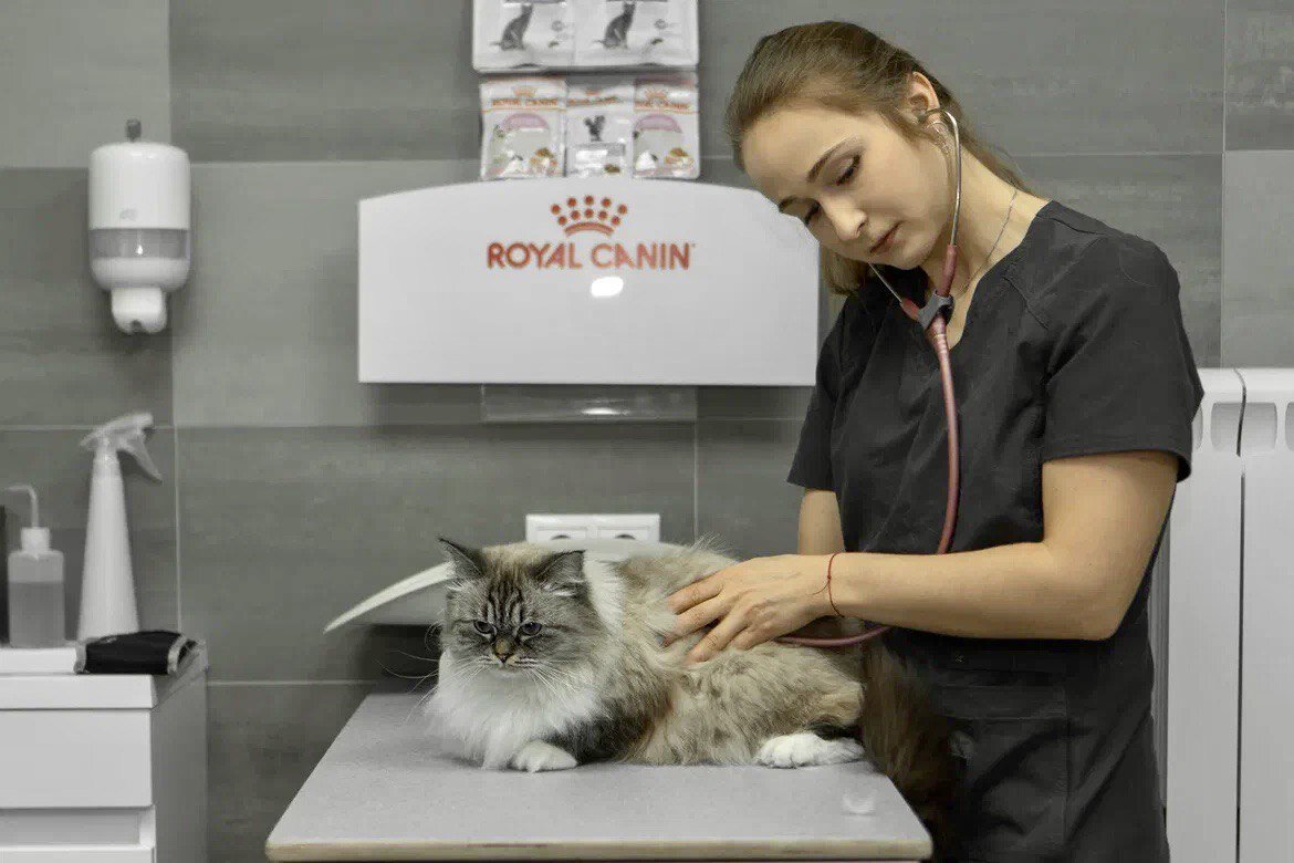 Кошка лиза красноперекопская ул 19 фото The wonderful team of the veterinary clinic "Cat Lisa" requires an administrator