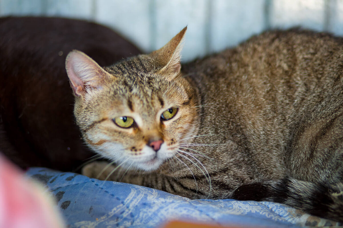 Кошка Ирма из приюта