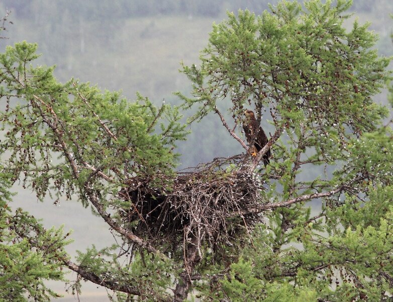 В этом гнезде благополучно выросли два орленка, уже летают