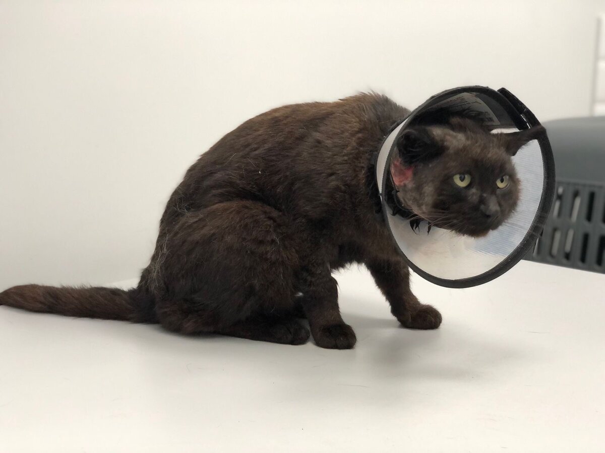 Кот - "спасатель" Пончик, который принес домой котенка-инвалида, на ...