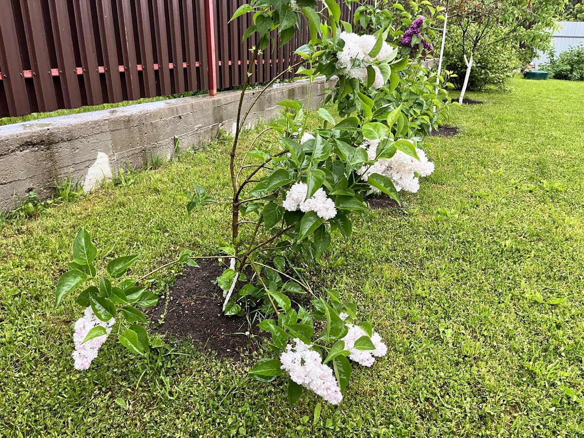 Сирень, которой тяжело под тяжестью своей красоты. Так тяжело, что ломаются ветки.