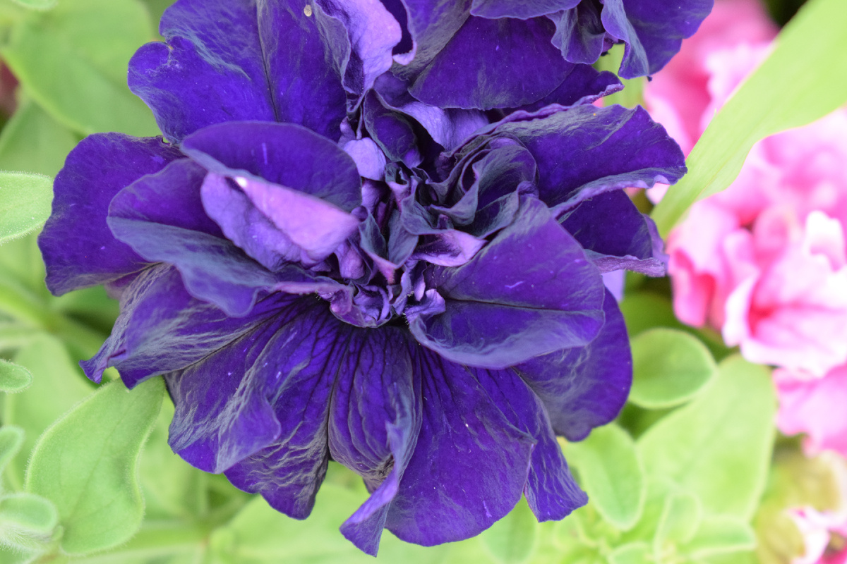 гибридная петуния(фото автора)