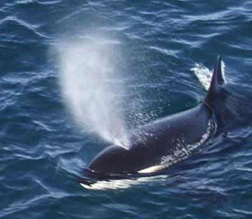 фото из сети