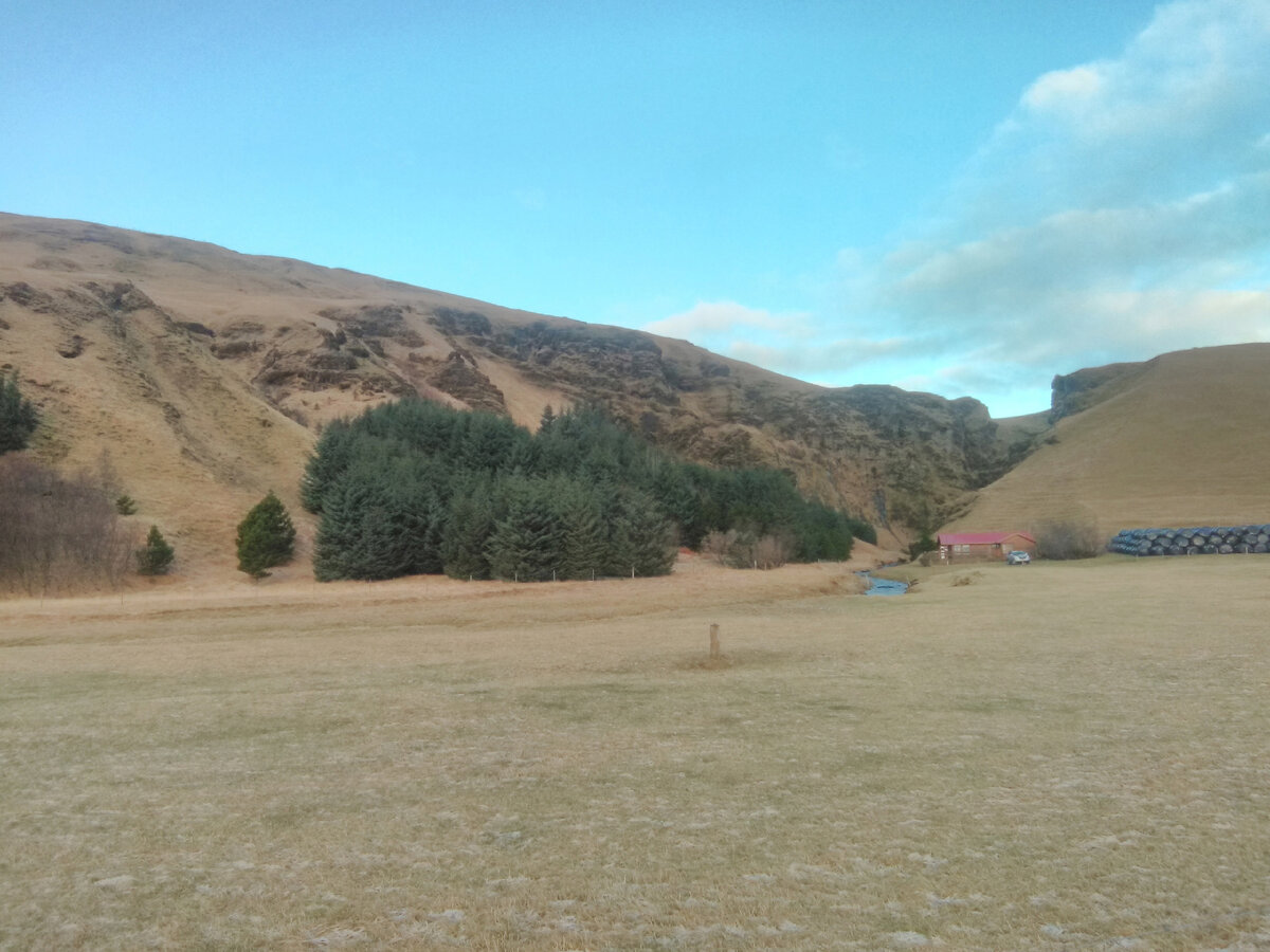 Свеженасаженный в ХХ веке лес