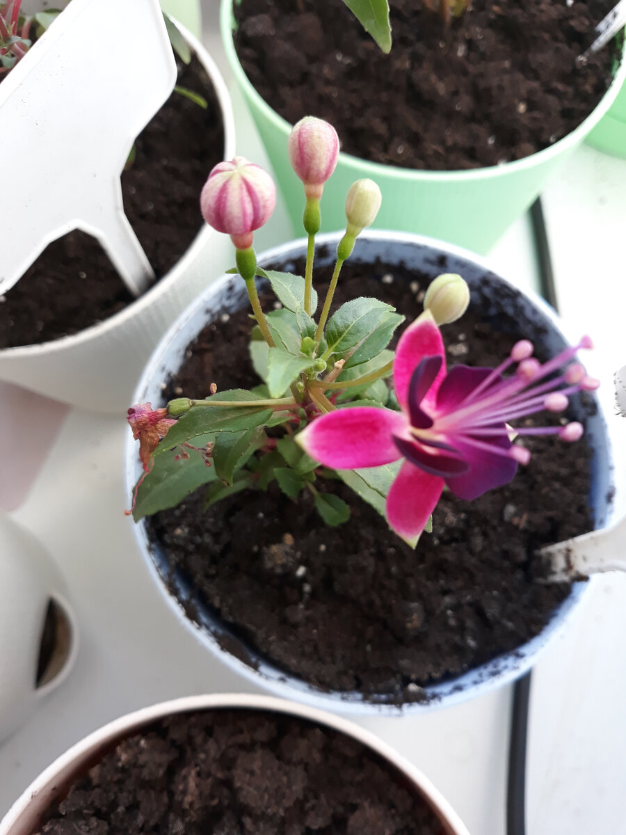 Миниатюрная красавица.