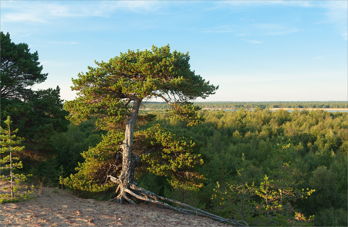 Сосна в Лапландском заповеднике