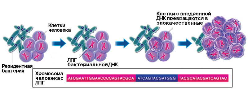 Исследования некоторых видов бактерий, таких как Helicobacter pylori и вирус Эпштейна-Барр, вирус папилломы человека и Acinetobacter, обнаруженный в образцах острой миелоидной лейкемии показывают, что события латерального переноса генов(ЛПГ) могут и происходят в тканях человека, возможно, с разрушительными последствиями.