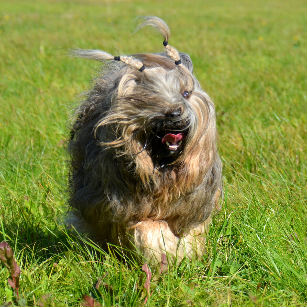 Мой тибетец во время забега по полям. Фото из личного архива